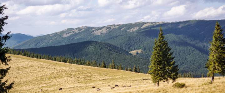 Ivano Frankivsk Mountain